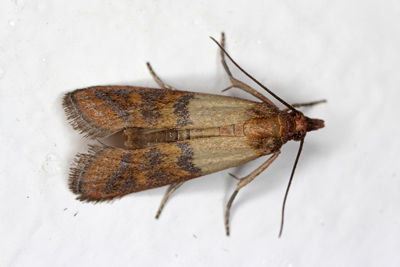 Pantry Moths | How To Get Rid Of Pantry Moths | Pestworks